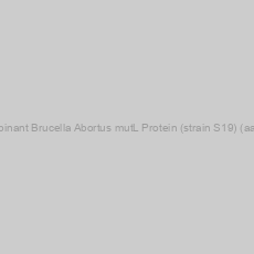 Image of Recombinant Brucella Abortus mutL Protein (strain S19) (aa 1-623)